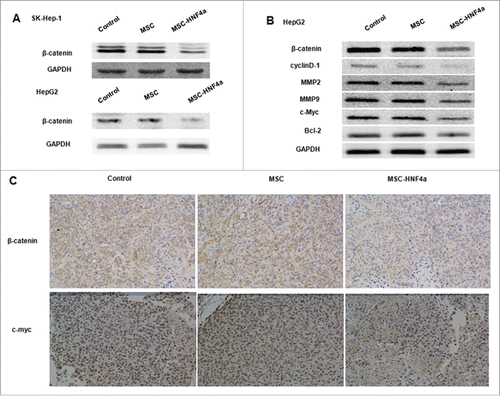 Figure 4. MSC-HNF4α inhibited HCC proliferation and invasion by inhibiting the Wnt/β-catenin signaling pathway. HCC cells were cultured with culture medium for 48 h, (A) protein gel blotting assay for β-catenin in SK-Hep-1 and HepG2 was downregulated when cells were treated with MSC-HNF4α conditioned media. (B) Target genes of the Wnt/β-catenin pathways, β-catenin, cyclin D1, MMP2, MMP9 and c-Myc were also down-regulated in MSC-HNF4α group but Blc-2 did not demonstrate any significant changes between each group. (C) Expression of β-catenin and c-Myc in tumor were clearly decreased in MSC-HNF4a group by immunohistochemical assay.