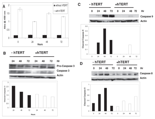 Figure 4 Telomerase-mediated anti-apoptosis is caspase-dependent.IOSE cells transfected ± hTERT cDNA were treated with 1ng/ml TNF-α for 24 hours and assayed for telomerase activity by PCR-ELISA for up to 72 hours following treatment (A). Telomerase activity was expressed as the absorbance at 450 nm ± SE. Samples from (A) were also analyzed by Western immunoblot for procaspase 3, activated caspase 3 (B), cleaved caspase 9 (C), and cleaved caspase 8 (D). Actin served as a loading control for all Western immunoblots. Densitometric analysis of Western blots is provided in graphical presentation below respective blots.