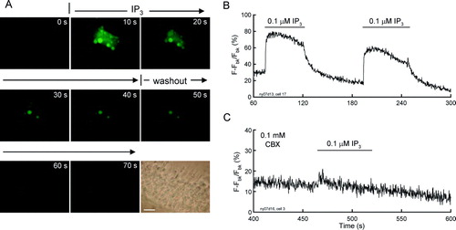 Figure 6.  Extracellular IP3 evoked intracellular Ca2 +  elevation in the cochlear sensory epithelium. (A) Time-lapse recording of Ca2 +  fluorescence images in the cochlear sensory epithelium evoked by extracellular perfusion of 0.1 µM IP3. Scale bar = 20 µm. (B) Ca2 +  fluorescence intensity in the cochlear sensory epithelium was continuously recorded. Horizontal bars represent extracellular perfusion of 0.1 µM IP3. (C) Blockage of Ca2 +  elevation by coapplication of CBX. CBX eliminated the extracellular IP3-triggerred elevation in intracellular Ca2 +  concentration. The sensory epithelium was coincubated with 0.1 mM CBX. Note a small increase at the beginning of the IP3 perfusion induced by perfusion-induced mechanical disturbance.