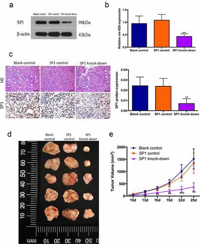 Figure 4. SP1/miR-92b feedback loop affects tumor growth in vivo. (a) SP1 protein levels in blank control, SP1 control and SP1knockdown group cells; (b) MiR-92b levels in xenograft tumors of blank control, SP1 control and SP1 knockdown groups; (c) HE staining and immunohistochemistry staining of SP1 in xenograft tumors of blank control, SP1 control and SP1knockdown groups, scale bar 50um. (d) Images of xenograft tumor of blank control, SP1 control and SP1 knock-down groups; (e) In vivo tumor growth of the blank control, SP1 control and SP1 knockdown groups; All experiments were repeated at least three times. **Compared with the NC group p<0.01; ***Compared with the NC group p<0.001