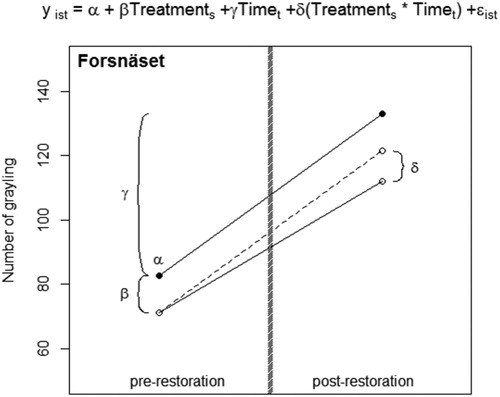 Figure 2. The regression model estimating the difference-in-difference estimator of the effect of boulder addition on the number of fish occupying the treated river section in Forsnäset, and the graphical visualization of the parameter estimates. Black dots represent average values for the control section before and after boulder addition, and white dots average values for the section that was treated. Y is the number of fish at observation I occupying river section s at time t. The model was setup with river section as a binary (dummy coded) variable equal to 1 if the observations are from the river section eventually to be treated, and equal to 0 if observations are from the control section, time as a binary variable equal to 1 if observations were from the time-period after boulder addition and 0 if observations were from the time-period before boulder addition. The regression coefficient α then estimates the number of fish occupying the control section before boulder addition and β estimates the before boulder addition difference between the control section and the section eventually to be treated. δ is the difference-in-difference estimator of the effect of boulder addition and estimates the difference between the observed number of fish in the treated section after boulder addition and the predicted number of fish if no boulder addition had occurred (i.e. assuming the control and the treated section followed the same time trend). Shaded grey line represents the restoration event.
