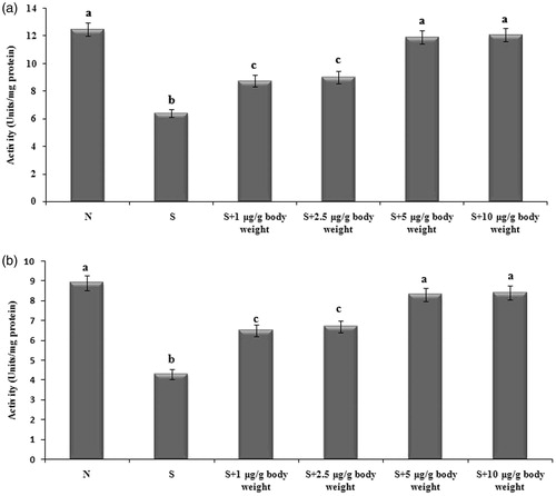 Figure 1. Activity of superoxide dismutase (a) and catalase (b) in different experimental groups. Each value represents mean ± SEM of six values. N: Normal; S: Selenite. Different alphabets indicate significant difference between different groups at p < 0.05. Comparison is carried out between the groups; Cataract group is compared with control group and treatment group is compared with cataract group. aindicates normal group, bindicates significantly different from normal group and cindicates significantly different from cataract group.