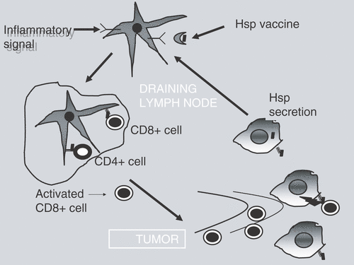 Figure 3. Heat shock proteins induce specific immune killing of tumor cells. HSP Display full size coupled to peptides Display full size emanating either from vaccine injection or secretion from tumor cells, encounter antigen-presenting cells. If activated by an inflammatory signal, such APC then migrate to the draining lymph nodes and activate CD4+ or CD8+ T cells. HSP function to cross-present the tumor antigen to the MHC molecules in the APC which can then recognize the T cell receptors on T cells. Activated CD8+ cells then enter the bloodstream and migrate into tumors where they recognize cell surface antigens displayed on the cell surface of distant tumor cells and kill such tumor cells.