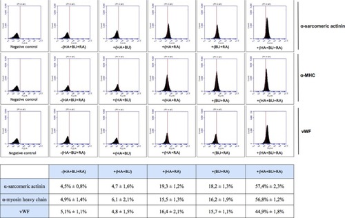Figure 6 Flow cytometry analysis of cell lineage marker expression in stem cells derived from primitive fetal cells present in human amniotic fluid (hAFSCs). The hAFSCs were cultured in the absence [−(HA + BU + RA)] or presence [+(HA + BU + RA)] of HA 2 mg/mL + BU 5 mM + RA 1 μM for 10 days. Cells were stained with primary antibodies specific for the marker of interest, in particular, α-sarcomeric actinin, α-MHC, and vWF, and with fluorescein isothiocyanate-conjugated secondary antibody. In order to validate the results, negative control samples, devoid of the antibody of interest, were used to set the basal fluorescence. The graphics show an increase in fluorescence and in the percentage of positively stained elements, corresponding to differentiated cells, as compared with untreated cells [−(HA + BU + RA)]. The data shown are representative of six individual experiments.