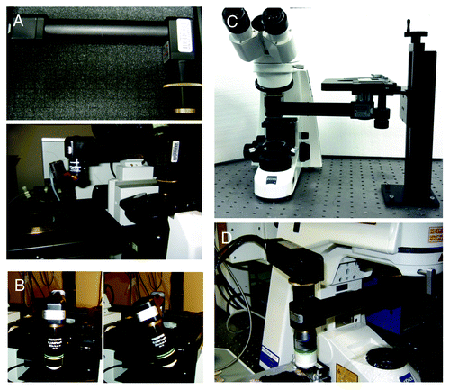 Figure 5. The objective inverter. (A) Objective inverter from LSM tech to convert a microscope from an inverted into an upright configuration. (B) The inverter is equipped with a rotating hinge that allows tilting the objective in order to image inclined surfaces. (C) Objective inverter to convert a microscope from an upright into an inverted configuration. (D) Objective inverter with a multialkali detector installed on top of the lens to shorten the light path and increase the efficiency of light collection.