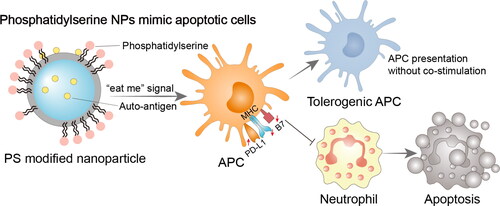 Figure 4. Immunomodulatory nano-preparations mimicking apoptotic cell avatars. Phosphatidylserine modified NPs send ‘eat me’ signal to APCs, and APCs differentiate into tolerogenic phenotypes while responding to antigen-loaded NPs. Tolerogenic APCs stop attracting neutrophils and perform immunomodulatory function. PS, phosphatidylserine; APC, antigen-presenting cell; Treg cell, regulatory T cell; PD-L1, programmed cell death 1 ligand 1; MHC, major histocompatibility complex; B7, co-stimulatory molecule CD80 and CD86.