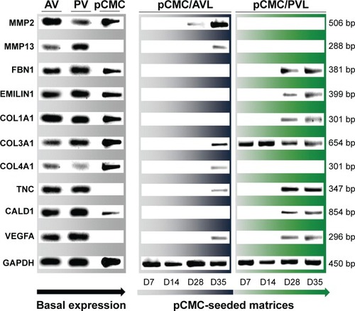 Figure 4 Gene expression study by one-step RT-PCR on RNA extracted from native heart valves (AV: aortic; PV: pulmonary), pCMC cultured on polystyrene (pCMC) or seeded on acellular aortic (AVL) and pulmonary (PVL) valve matrices (pCMC/AVL, pCMC/PVL).Notes: Data are representative of three independent experiments performed in triplicate. The gene expression level of GAPDH housekeeping was used as reference. PCR products were electrophoresed on 2% agarose gel prestained with GelRed™ and then visualized by UV transilluminator Gel Doc 2000. Base pair: bp.Abbreviations: RT-PCR, reverse transcription–polymerase chain reaction; pCMC, porcine circulating multipotent cells; GAPDH, glyceraldehyde 3-phosphate dehydrogenase; MMP, matrix metalloproteinase; FBN1, fibrillin; EMILIN1, emilin 1; COL1A1, alpha-1 type I collagen; COL3A1, alpha-1 type III collagen; COL4A1, alpha-1 type IV collagen; TNC, tenascin C; CALD1, caldesmon 1; VEGFA, vascular endothelial growth factor A.