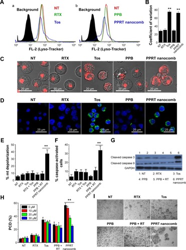 Figure 4 PPRT nanocomb can induce PCD in NHL cells via both caspase-dependent and -independent pathways.Notes: (A–D) Involvement of lysosomes in PPRT nanocomb-induced cell death. (A) After the treatment with therapeutic antibodies, Raji cells were labeled by Lyso-Tracker probe and determined by FCM. The histogram represents the fluorescence intensity distribution of Raji cells. (a) Black, background (unlabeled cells); red, NT group; green, RTX-treated group; blue, Tos-treated group. (b) Black, background (unlabeled cells); red, NT group; green, PPB-treated group; blue, PPRT nanocomb-treated group. (B) The coefficient of variation of FL-2 was calculated using FlowJo software and compared (**P<0.01). (C) After the treatment with therapeutic antibodies, Raji cells were labeled by Lyso-Tracker probe and observed with a confocal microscope. Scale bar: 20 μm. (D) Confocal microscopy images of cathepsin B staining (green). DNA was counterstained with DAPI (blue). Scale bar: 25 μm. (E–H) Involvement of caspase in PPRT nanocomb-induced PCD. (E) Detection of the mitochondrial membrane potentials of anti-CD20 mAb- and PPRT nanocomb-treated cells. Data are mean ± SD (n=3) (**P<0.01). (F) Direct detection of caspase activation in PPRT nanocomb-treated cells by FCM. Cells were stained with a FLICA reagent and assessed by FCM. Percentage of caspase-activated cells among groups was calculated and compared. Data are mean ± SD (n=3) (**P<0.01). (G) Western blotting analysis for cleaved caspase 3 and 9 in PPRT nanocomb-treated Raji cells. (H) PPRT nanocomb-induced PCD can be partly but not completely prevented by a pan-caspase inhibitor (Z-VAD-FMK). Data are expressed as mean ± SD (n=3) (**P<0.01). (I) Effects of PPRT nanocomb nanocomb and free mAbs on homotypic adhesion formation. Raji cells were treated with 2.5 μg/mL therapeutic antibodies or PPRT nanocombs for 8 hours and cell morphology was observed with a light microscope. Magnification: 20×.Abbreviations: FCM, flow cytometry; FL-2, Fluorescence-2; mt, mitochondrial; NHL, non-Hodgkin lymphoma; NT, no treatment; PCD, programmed cell death; PPB, polyethylenimine polymer–BSA; PPRT, polyethylenimine polymer–RTX–Tos; RT, rituximab + tositumomab; RTX, rituximab; SD, standard deviation; Tos, tositumomab.