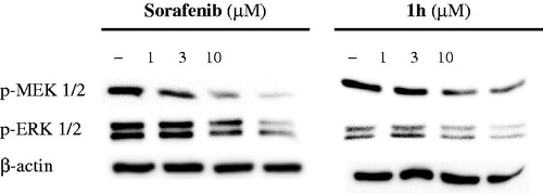 Figure 2. Western blot analyses of p-MEK 1/2 and p-ERK 1/2 expression in presence of compound 1h and Sorafenib.