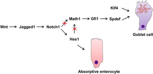 Figure 1 Role of transcription factors in goblet cell differentiation.