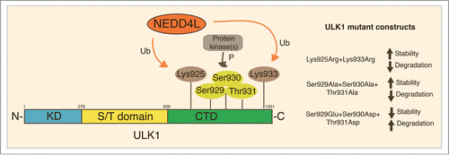 Figure 2. ULK1-modified sites important for its proteasomal degradation. During autophagy induction, the E3 ligase NEDD4L ubiquitylates ULK1 on both Lys925 and Lys933. These modifications regulate ULK1 stability and are necessary for its proteasome degradation. Moreover, phosphorylation of a 3-residues small region (Ser929-Ser930-Thr931) by unknown protein kinase(s) in the same region of ULK1 is also necessary for its ubiquitylation. The simultaneous mutation of these sites is, indeed, sufficient to alter ULK1 stability and subsequent degradation. Ub, Ubiquitylation; P, phosphorylation; KD, kinase domain; S/T, serine/threonine domain; CTD, C-terminal domain.