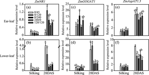 Figure 2 Expression of genes ZmNR1 (a, b), ZmFd-GOGAT1 (c, d) and ZmAspAT1.3 (e, f) in ear leaves (a, c, e) and lower leaves (b, d, f) of maize plants (Zea mays L.) grown under different nitrogen (N) treatments. Transcript levels of ZmNR1, ZmFd-GOGAT1 and ZmAspAT1.3 were normalized to those of the control gene Alpha tubulin4, which were quantified by quantitative real-time polymerase chain reaction (PCR) using gene-specific primers. Bars indicate means ± standard deviation (SD) (n = 3). Significant differences within the same growth stage (silking or 28 days post-silking, DAS) at P < 0.05 are indicated by different letters.