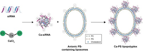 Figure 10 Illustration of the assembly of Ca-PS lipopolyplex.Notes: Negatively charged siRNA first bind positively charged Ca2+ to form the Ca2+-siRNA complex, which in turn binds the anionic PS-containing liposomes to form the complete transfection-able Ca-PS lipopolyplex. PC, PS and chol units are indicated in the graph.