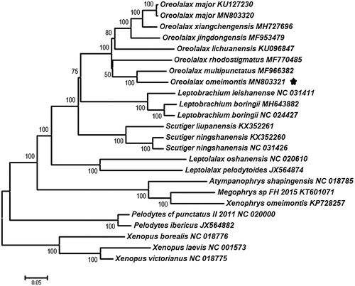 Figure 1. Neighbour-joining (NJ) phylogenetic tree based on all 13 combined mitochondrial protein-coding genes from 21 species. The numbers of internal branches are bootstrap values.
