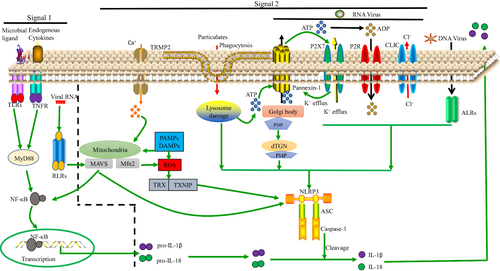 Figure 1 Model of NLRP3 activation. Signals 1 and 2 are both essential for NLRP3 activation. Regarding signal 1, the NF-κB pathway can be activated by TLRs, RLRs and TNF-α signaling, leading to pro-IL-1β and pro-IL-18 upregulation. Regarding signal 2, various PAMPs and DAMPs induce ASC assembly and caspase-1 maturation, which involves NLRP3 activation. In some cases, this is related to the presence of a high concentration of extracellular ATP and subsequent K+, Cl− efflux via P2X purinoceptor 7 (P2RX7) channels, pannexin-1 or CLIC channels. Additionally, nigericin, asbestos, and other particulates can induce lysosomal damage, releasing cathepsin B into the cytosol. Moreover, ROS can activate NLRP3 by inducing Ca2+ influx through transient receptor potential melastatin 2 (TRPM2) channels. The ALRs can interact with NLRP3 leading to pro-IL-1β and pro-IL-18 upregulation. Lastly, NLRP3 can bind to the dispersed trans-Golgi network (dTGN) via PI4P. Downstream of these processes, IL-1β and IL-18 are released.