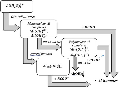 Figure 3. Pathways for the coagulation of humic substances by aluminium ions at higher pH levels (Bolto, Citation1995; Bratby, Citation2016).