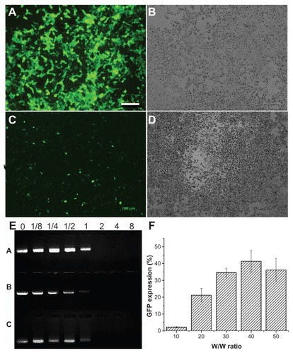 Figure 7 The gene delivery capability of the triblock copolymer were investigated in both B16-F10 and 293T cell lines. The copolymer used was mPEG–PCL-g–PEI with the highest transfection efficiency at a composition of 5000-2000-2000 (A–D and F). (A) Fluorescence microscopy image of 293T cells; (B) white light image in 293T; (C) fluorescence microscopy image in B16-F10 cells; (D) white light image in B16-F10 cells; (E) agarose gel electrophoresis of mPEG–PCL-g–PEI/DNA complexes using three types of composition at various M/M ratios (A is the triblock copolymer with a composition of 2000-2000-2000, while B is 2000-6000-2000, and C is 5000-2000-2000); and (F) percentage of green fluorescence protein expression in B16-F10 cells.Abbreviations: PEG, polyethylene glycol; PCL, poly ɛ-caprolactone; PEI, polyethylenimine.