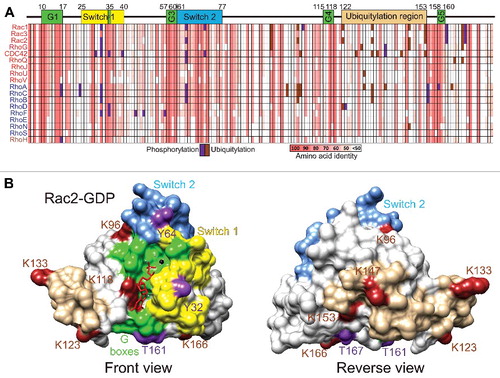 Figure 5. Phosphorylation and ubiquitylation of Rho GTPases. (A) Phosphorylation (purple) and ubiquitylation (brown) events reported in the literature or PhosphoSite (www.phosphosite.org) were mapped onto the amino acid identity grid depicting the core conserved segments, analogous to amino acids 4–177 of Rac1, of the 18 most related Rho GTPases, ranging from 100% identity (salmon) to less than 50% (white). (B) The phosphorylations (purple) and ubiquitylations (brown) of Rac2 were mapped onto the 3-dimensional structure, with G boxes (green), Switch 1 (yellow) and Switch 2 (magenta) regions depicted. (C) View rotated 180° of Rac2 phosphorylations and ubiquitylations.