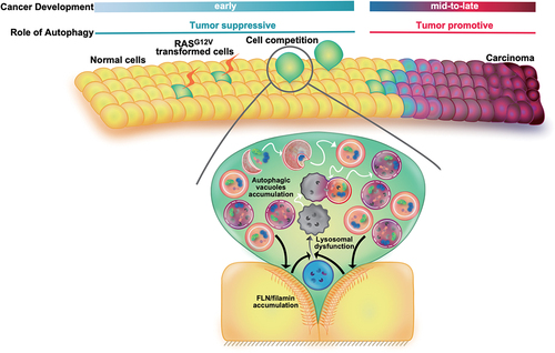 Figure 1. A schematic diagram depicts a model where autophagy plays a tumor-suppressive role via cell competition during the initial stage of carcinogenesis.
