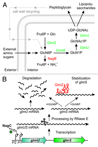 Figure 1. Key role of glucosamine-6-phosphate synthase GlmS for bacterial cell envelope synthesis. (A) The hexosamine pathway in Enterobacteriaceae. This pathway generates UDP–GlcNAc from Fru6P and glutamine (Gln) in four sequential reactions catalyzed by enzymes GlmS, GlmM, and GlmU. UDP–GlcNAc is the dedicated precursor for biosynthesis of peptidoglycan and lipopolysaccharides. GlmS catalyzes synthesis of GlcN6P, which is the key reaction. If available, various amino sugars can be taken up and converted to GlcN6P, bypassing the need for GlmS. GlcN6P can also be recycled from degradation of peptidoglycan. Degradation by enzyme NagB allows utilization of GlcN6P as nitrogen and carbon source. (B) Origin and fate of the glmUS transcript in E. coli. Genes glmU and glmS are co-transcribed from two promoters. In the absence of external amino sugars, promoter P1 is activated by transcriptional regulator NagC increasing transcription rates 3-fold. The glmUS co-transcript is processed by RNase E generating monocistronic mRNAs that are usually rapidly degraded. Upon GlcN6P depletion, the glmS mRNA can be stabilized by base-pairing with sRNA GlmZ enhancing GlmS synthesis.