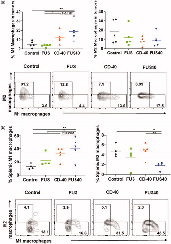 Figure 5. FUS40 promoted M1 macrophage polarization in the tumor and the spleen. (a) Frequency of M1 macrophages in the tumor was increased by 4-fold for FUS40 compared to FUS and control, whereas M2 macrophages in treated tumors remained unaltered compared to controls. CD11b + F4/80+ MHCII high (M1 macrophages) and CD11b + F4/80+ MHCII lo/neg CD206+ (M2 macrophages). (b) An increased percentage of M1 macrophages was observed in the spleens from CD-40 and FUS40 cohorts. FUS40 reduced the frequency of M2 macrophages in the spleen compared to other groups. Data are shown as mean ± SEM. Statistics were determined by ANOVA followed by Fisher’s LSD without multiple comparisons correction. *p < .05, **p < .01.