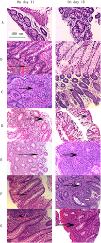 Figure 5 Pathological image of colonic HE staining (×100) of groups: (A) Control; (B) Low single dose; (C) Middle single dose; (D) High single dose; (E) Low triple dose; (F) Middle triple dose; (G) High triple dose. The left panel is the dissection of the rat colon tissue on day 11, and the right is the dissection of the rat colon tissue on day 15. (A) (left, and right): no obvious neutrophil infiltration; (B) (left):arrow indicates light neutrophil infiltration, (B) (right): no obvious neutrophil infiltration; (C) (left): arrow indicates moderate neutrophil infiltration, (C) (right):arrows indicates light neutrophil infiltration; (D) (left): arrows indicates severe neutrophil infiltration; (D) (right): arrow indicates moderate neutrophil infiltration; (E) (left): arrow indicates light mucosal edema with neutrophil gathering. (E) (right): arrow indicates neutrophil gathering without mucosal edema; (F) (left): arrows indicates moderate mucosal edema with amount neutrophil gathering, (F) (right): arrow indicates light mucosal edema with neutrophil gathering; (G) (Left): arrow indicate severe mucosal edema, necrosis and focal ulcer. (G) (right): arrow indicate severe mucosal edema, moderate necrosis, no focal ulcer. On day 15, the inflammation was significant mild comparing with that on day 11.