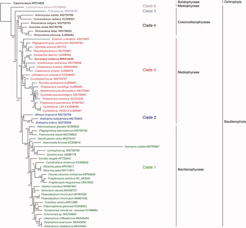 Figure 1. Phylogenetic tree based on ML analysis of aa sequence dataset of 95 cpDNA PCGs in Bacillariophyta. Triparma laevis (AP014625) (Bolidophyceae, Ochrophyta) was used as out-group taxa. Numbers on the branches represent bootstrap values.