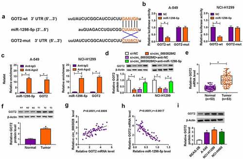 Figure 5. GOT2 was a direct target of miR-1298-5p. (a) The potential binding sites between GOT2 and miR-1298-5p were predicted using starbase software. (b) The binding relationship was proved by a dual-luciferase reporter assay. (c) RIP assay was performed to verify the interaction between GOT2 and miR-1298-5p. (d) GOT2 protein level was measured by western blot assay in A-549 and NCI-H1299 cells transfected with si-NC, si-circ_0003028#2, si-circ_0003028#2+ anti-NC, and si-circ_0003028#2+ anti-miR-1298-5p. (e and f) GOT2 expression was examined by RT-qPCR and western blot assay in NSCLC tissues. (g and h) Pearson correlation analysis was used to analyze the expression correlation of GOT2 with miR-1298-5p and circ_0003028 in NSCLC tissues. (i) GOT2 protein level was determined by western blot assay in BEAS-2B, A-549, NCI-H1299, and NCI-H460 cells. *P < 0.05