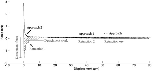 Figure 1. A typical force-displacement curve for a SCFS test: approach curve (black) and retract curve (grey). In the approach region, initially there is no cell-surface contact (Approach 1), then the cell meets the bottom of petri dish and squeeze between the cantilever, and dish surface (Approach 2). In the retract part, Retraction 1 contains several information about cell-substrate adhesion, including maximum detachment force, detachment work, and unbinding force of molecular bonds. Finally, there is no more cell-surface contact (Retraction 2).