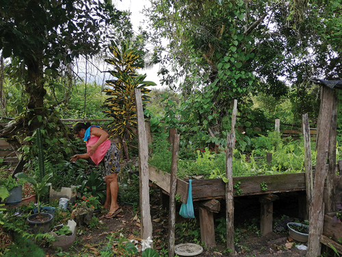 Figure 1. Gathering spices to prepare lunch in Mojuí dos Campos-PA region settlement.