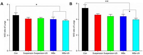 Figure 4 Effect of sinalpultide preparations on lung W/D weight ratio in lung tissues of LPS-induced ALI. Lung W/D weight ratio was determined at 12 hours (A) and 24 hours (B) after LPS challenge. The values presented are mean ± SD (n = 6) of three independent experiments. LPS-induced ALI mice with normal saline administration was used as a control. The US condition was set as 0.8 MHz frequency and exposure for 5 minutes. Significant differences compared with the comparison group were designated as *p < 0.05, **p < 0.01.