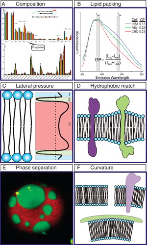 Figure 2. Membrane features involved in protein-lipid interactions. (A) Lipid composition as determined by Mass Spectrometry. Lipid composition of MDCK cells varies during epithelial polarization. Individual lipid species can be quantified and have unique polarization-dependent behaviors (modified from Sampaio et al. Citation2011). (B) C-Laurdan spectra report cell-dependent membrane packing of plasma membranes (see Giant Plasma Membrane Vesicles) derived from different cell types. GP calculated as in Equation (1). (C) Membrane lateral pressure. Positive pressure at the head groups (1) and acyl chains (3) is balanced by lateral tension at the interface (2). (D) Hydrophobic match. Lipids adapt to the TMD length of the protein by interfacing long TMDs with long acyl chain lipids. (E) Phase separation. Confocal image of a Giant Unilamellar Vesicle (GUV) composed of DOPC/BSM/Chol shows Lo and Ld phases. Green is cholesterol (labeled with TopFluor) which prefers the Lo phase, while red is the Ld phase marker DiI. (F) Protein induced membrane curvature. This Figure is reproduced in colour in the online version of Molecular Membrane Biology.