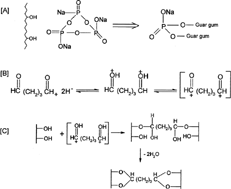 6 Crosslinking reaction of guar gum with STMP (A) and glutaraldehyde (B and C).