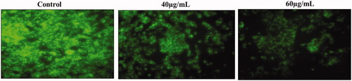 Figure 7. AL-AuNPs changes the ΔΨm in HCT-116 colon cancer cells.