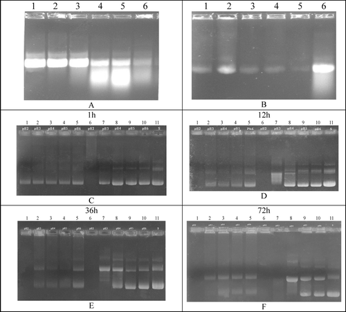 FIG. 5 Stability of peptide/DNA condensates in ultrasonication and acidic microenvironment. (A) pDNA suffered from ultrasonication for 0, 20, 40, 60, 100, and 140 sec (lanes 1 to 6). (B) pDNA/PLL (1:1 w/w) suffered from ultrasonication for 0, 20, 40, 60, 100, and 140 sec (lanes 1 to 5) and then released by heparin. (C–F) pDNA/PLL (1:1 w/w, lane 1 to 5) and pDNA (lane 6 to 10), were subjected to pH 2 to pH 6 for 1, 12, 36, and 72 hr, relative to standard DNA (lane11).