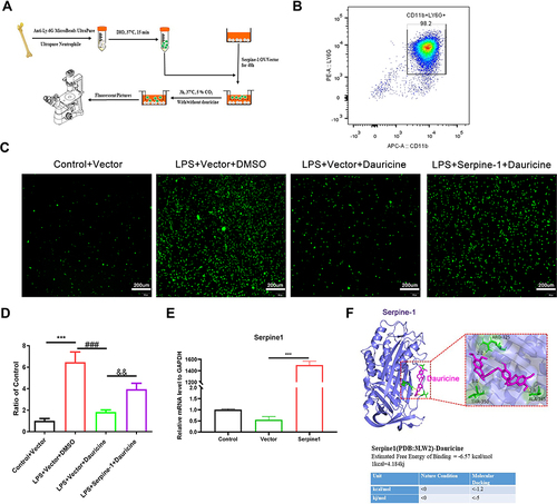 Figure 3 Serpine1 reversed the chemotaxis inhibition of dauricine on neutrophils. (A) Diagram of primary neutrophils from the bone marrow of mice. (B) The purity of primary neutrophils isolated from the bone marrow of mice was detected by flow cytometry with APC-CD11b and PE-Ly6G antibodies. (C) mRNA expression of serpine1 was detected via quantitative real-time PCR after 48 h of plasmid transfection in primary microglia. n = 3 mice per group. Vector group vs serpine1 overexpression group, ***p < 0.001; unpaired Student’s t-test. (D) Primary neutrophils were prestrained with DiO (cell membrane green fluorescent probe) and then migrated for 3 h with an inducer from microglia. Representative pictures of DiO-stained primary neutrophil migration for 3h from the control+vector, LPS+vector+DMSO, LPS+vector+dauricine, and LPS+serpine1+sauricine groups and were counted (E), n = 5 per group. Control+vector vs LPS+vector+DMSO group, ***p < 0.001; LPS+vector+DMSO vs LPS+vector+dauricine group, ###p < 0.001; LPS+vector+dauricine vs LPS+serpine1+dauricine group, &&p < 0.01; unpaired Student’s t-test. (F) Ligand receptor docking was performed with AutoDock and analyzed with PyMOL. The top panel shows the joint diagram of dauricine and serpin-1 protein. The lower panel shows the energy data under natural conditions and molecular docking.