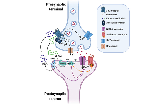 Figure 1. Overview of the endocannabinoid-mediated synaptic signaling at glutamatergic terminals. The endocannabinoid system is a retrograde neuromodulator. After neuronal depolarization at the postsynaptic level, the endocannabinoids are synthesized on demand and travel backwards to bind the presynaptic cannabinoid 1 receptor (CB1R). Through this synaptic mechanism, the endocannabinoid system controls different pathophysiological processes including fear, stress, and anxiety. In detail, glutamate released from presynaptic terminals stimulates both ionotropic and metabotropic glutamate receptors, such as N-methyl-D-aspartate (NMDA) and metabotropic glutamate receptor 1 and 5 (mGluR1/5) receptors, leading to postsynaptic depolarization through Ca2+ entry and Gq-protein activation. Increased intracellular Ca2+ concentration stimulates endocannabinoid synthesis through phospholipase C (2-arachidonoylglycerol, 2-AG) and phospholipase D (anandamide, AEA). 2-AG synthesis is also mediated by Gq-protein activation. Endocannabinoids are released to the synaptic cleft and activate presynaptic CB1R. CB1R activation by the endocannabinoids AEA and 2-AG triggers several intracellular pathways via Gi/o proteins, including inhibition of adenylate cyclase (AC) activity, membrane hyperpolarization through activation of K+ channel currents and blockage of Ca2+ voltage-dependent channels, which results in the inhibition of glutamate release. Abbreviations: 2-AG, 2-arachidonoylglycerol; AC, adenylate cyclase; AEA, anandamide; CB1, cannabinoid 1 receptor; DAG, diacylglycerol; DAGLα, diacyl glycerol lipase α; mGluR1/5; metabotropic glutamate receptor 1 and 5; N APE, N-arachidonoyl-phosphatidyl ethanol amine; NMDA, N-methyl-D-aspartate; PLC, phospholipase C; PLD, phospholipase D; PIP2, phosphatidyl inositol bisphosphate