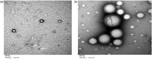 Figure 7. TEM images of the nanoparticles (a) F2 and (b) F3.