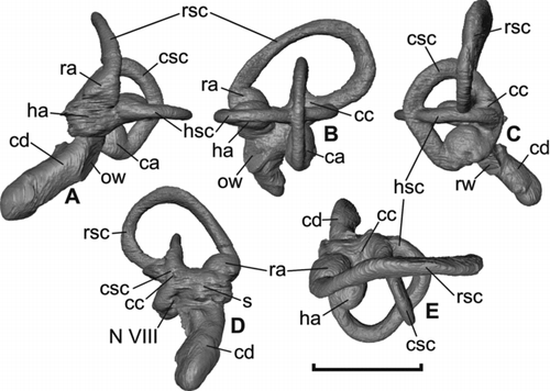 Figure 4 Virtual rendering of the left endosseous inner ear labyrinth of Halcyornis toliapicus (NHMUK A130) in: A, rostral; B, lateral; C, caudal; D, medial; E, dorsal views. See text for list of abbreviations. Scale bar = 5 mm.