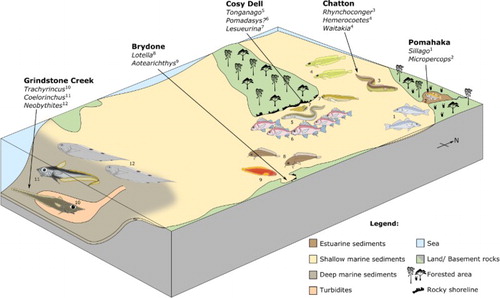 Figure 12. Block diagram schematic reconstruction of southern New Zealand during the Late Oligocene and typical fishes per locality/paleoenvironment. Fish icons are drawn based on extant relatives. Individual icons not to scale. The fossil otolith-based genus Waitakia (4) is represented with the same icon as the genus Hemerocoetes.