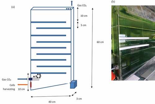 Figure 1. Schematic representation (a) and real picture (b) of novel-designed photobioreactor