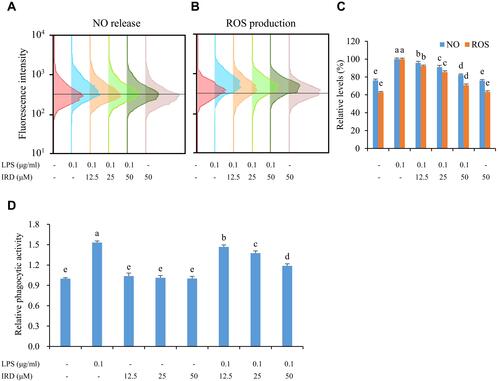 Figure 2 IRD inhibited the release of ROS and NO as well as phagocytic activity of macrophages stimulated by LPS. (A) The cells were treated with DAF-FM probe and the release of NO in each group was detected by flow cytometry assay. (B) The cells were treated with DCFH-DA probe and the production of ROS in each group was detected by flow cytometry assay. (C) The relative levels of NO and ROS in each group. (D) IRD inhibited excessive phagocytic activity of RAW264.7 macrophages induced by LPS. All data were shown as mean±SD (n=5). Different letters indicated significant differences (P<0.05) by Tukey’s test.