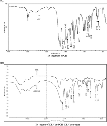 Figure 4.  IR spectra of CIT, KLH and CIT–KLH conjugate. (A) IR spectrum of CIT. (B) IR spectra of KLH and CIT–KLH conjugate.
