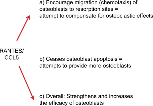 Figure 9 Osteobiology of RANTES/CCL5 overexpression.
