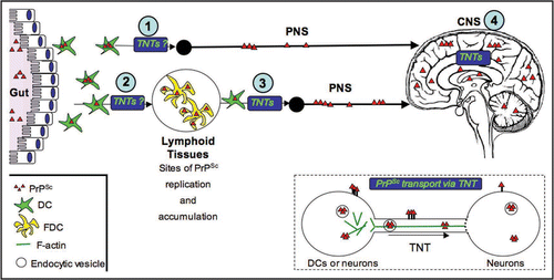 Figure 2 Transport of PrPSc via TNTs, an alternative spreading mechanism during neuroinvasion. Studies in our laboratory suggest that TNTs allow for the intracellular transport of PrPSc between dendritic cells and neurons and between neurons (see inset). The exact mechanism of transport remains to be determined. For instance, it is still not clear, whether PrPSc is strictly transported within endocytic vesicles, or whether it can slide along the surface or be transported as aggregosomes within the tubes. Similarly, the types of motors used, as well as the possible gated mechanisms to enter the recipient cells are not known. Because of the high propensity of DCs to form TNTs with different cell types, we propose that TNTs could play important roles in delivering PrPSc to the proper cell types along the neuroinvasion route. For instance, DCs could deliver PrPSc from the peripheral entry sites to FDCs in the secondary lymphoid tissues (2) or in a less efficient manner, they might occasionally directly transport PrPSc to the PNS (1). They could also bridge the immobile FDC networks and the PNS (3), since we have shown that DCs can form TNTs with nerve cells. Finally, once PrPSc has reached its final destination within the CNS, TNTs might play a final role in the spreading of PrPSc within the brain between neurons and possibly between neuronal cells and astrocytes (4).