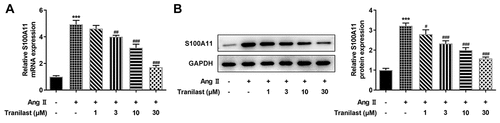 Figure 3. Tranilast down-regulated the expression of S100A11. A. RT-qPCR detected the expression of S100A11. B. Western blot detected the expression of S100A11. ***P < 0.001 vs control; #P < 0.05, ##P < 0.01, ###P < 0.001 vs Ang II