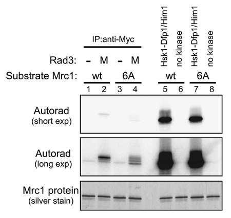 Figure 5 Effect of a mutation of the SQ/TQ cluster of Mrc1 protein on its phosphorylation in vitro. Kinase assays were conducted as described in “Experimental Procedures” with anti-Myc antibody immunoprecipitates (lanes 1–4), with purified Hsk1-Dfp1/Him1 complex (lanes 5 and 7) or without kinase (lanes 6 and 8). Extracts were prepared from non-tagged (lanes 1 and 3, YM71) or Myc-tagged Rad3 (lanes 2 and 4, SH5142) strains grown at 30°C. Substrates used were the wild-type Mrc1 protein (lanes 1, 2, 5 and 6) or Mrc1-6A mutant protein (lanes 3, 4, 7 and 8). The proteins were analyzed on 7.5% SDS-PAGE (polyacrylamide: bisacrylamide = 99:1). Upper, autoradiogram (short exposure); middle, autoradiogram (long exposure); lower, silver staining.