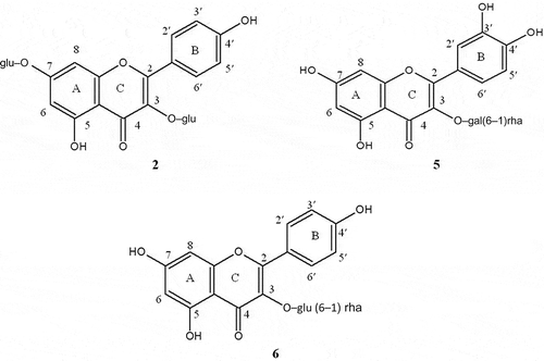 Figure 1. Structures of compounds 2: kaempferol-3,7-O-diglucoside, 5: quercetin-3-O-[rhamnosyl-(1-6)-galactoside], and 6: kaempferol-3-O-[rhamnosyl-(1-6)-glucoside], found in the flowers of A. durangensis.Estructuras de los compuestos 2: canferol-3,7-O-diglucósido, 5: quercetina-3-O-[ramnosil-(1-6)-galactósido], y 6: canferol-3-O-[ramnosil-(1-6)-glucósido], encontrados en las flores de Agave durangneis.