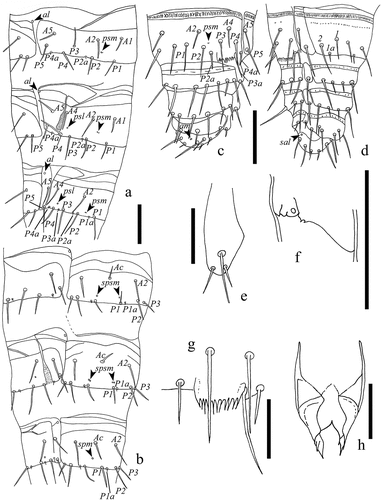 Figure 5. Acerentulus iranicus sp. nov. (a) Tergites V–VII; (b) Sternites V–VII; (c) Tergites VIII–XII; (d) Sternites VIII–XII. (e) Abdominal appendage II; (f) anterior margin of pleurite VII; (g) Comb on abdominal tergite VIII; (h) female squama genitalis. Arrows indicate pores. Figures (a, e, f): holotype; Figures (b, c, d, g, h): paratypes. Scale bars: 50 μm (a‒d) - 20 μm (e‒h).