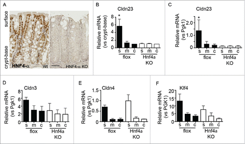 Figure 6. Hnf4a is required for surface expression of Cldn23. (A) Immunohistochemical staining of colonic tissue from flox/flox and intestinal specific Hnf4a knockout mice. Hnf4a protein is expressed in a gradient with higher expression in the surface cells. (B) qPCR of Cldn23 expression in surface(s), mid (m), and crypt-base (c) cell populations (normalized to crypt-base, n = 2, *p < 0.05 by 2-way ANOVA). (C) Analysis of Cldn23 expression relative to the housekeeping gene, Pgk1. (D-F) qPCR assessment of Cldn3, 4, and Klf4 in Hnf4a knockout mice.